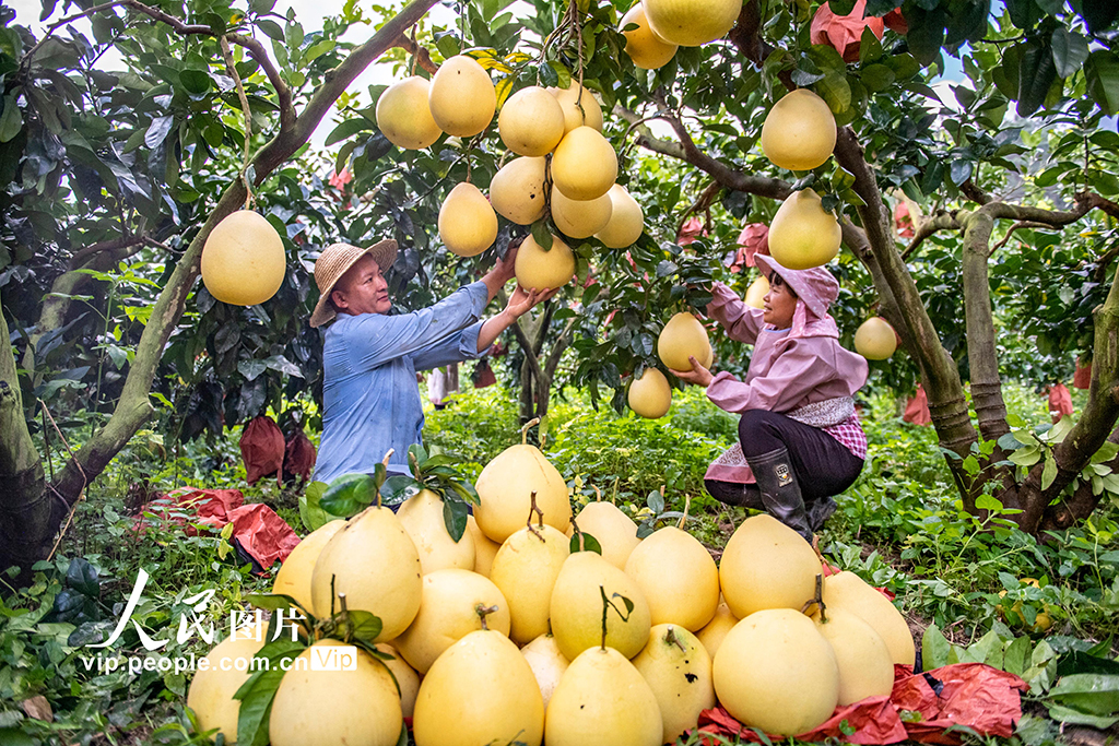 云南西疇:采摘柚子【5】