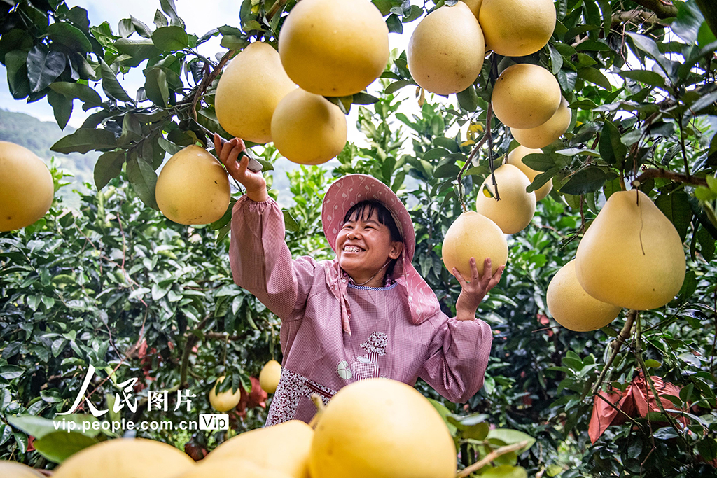 云南西疇:采摘柚子【6】