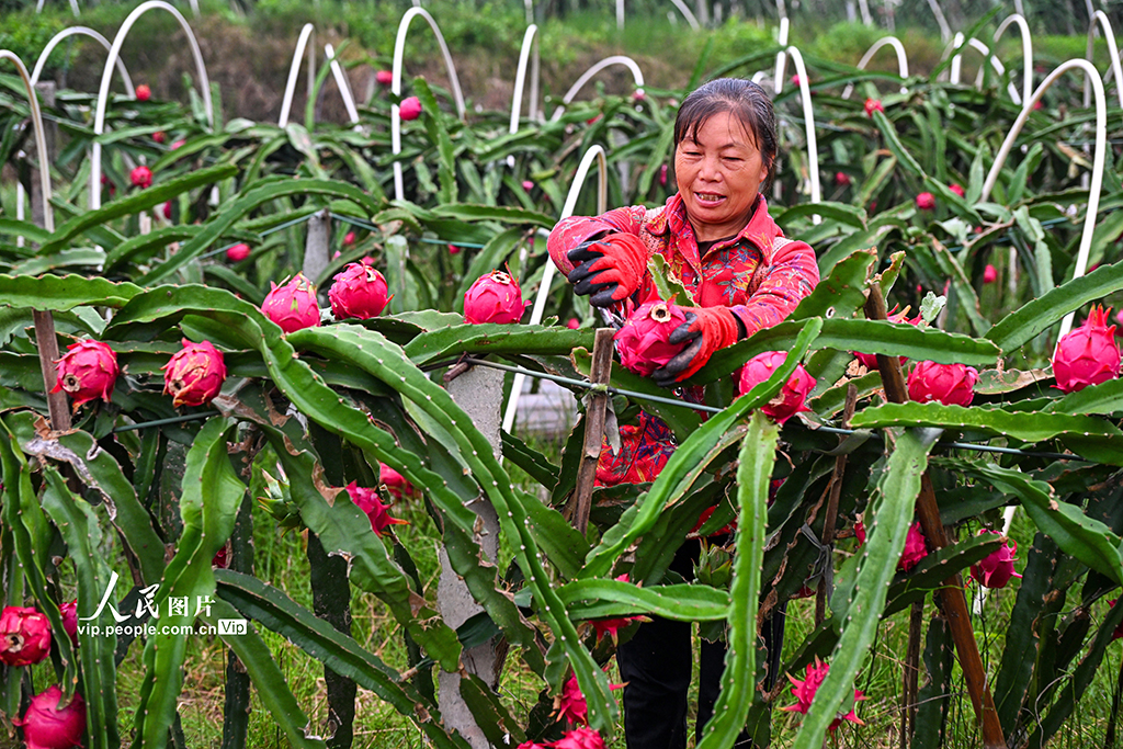 四川仁壽：火龍果喜獲豐收【2】