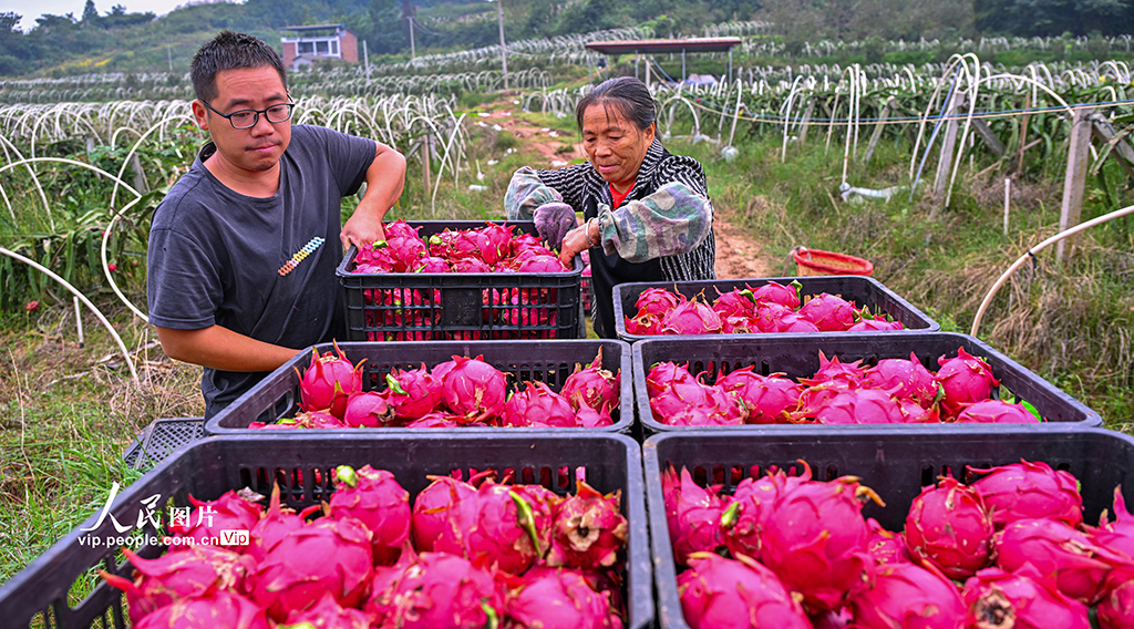 四川仁壽：火龍果喜獲豐收【4】