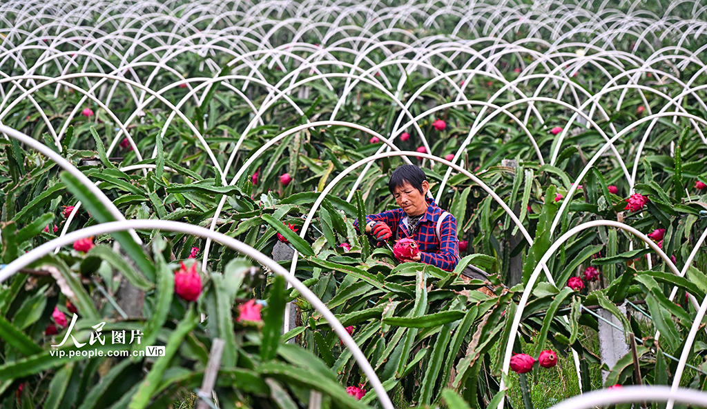 四川仁壽：火龍果喜獲豐收【5】