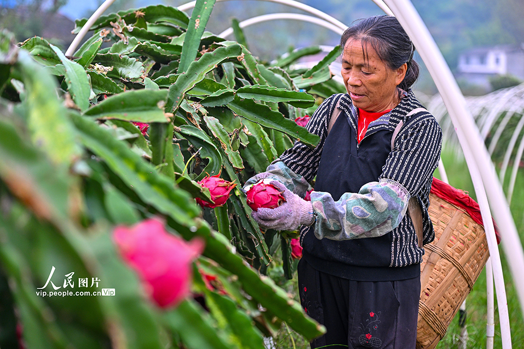 四川仁壽：火龍果喜獲豐收【3】