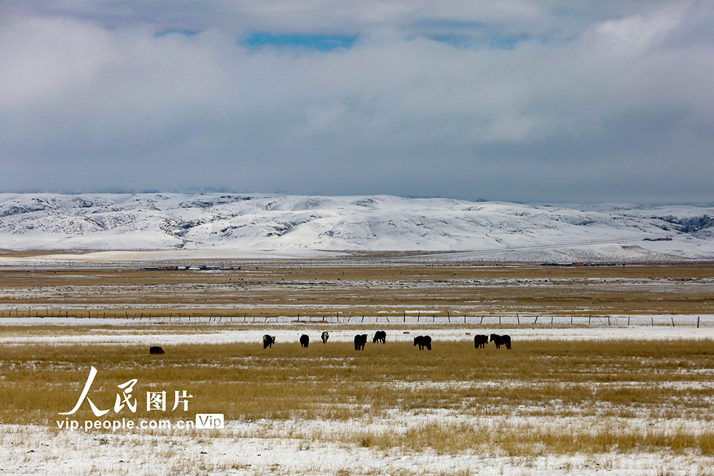 新疆哈密：秋日草原披銀裝【4】