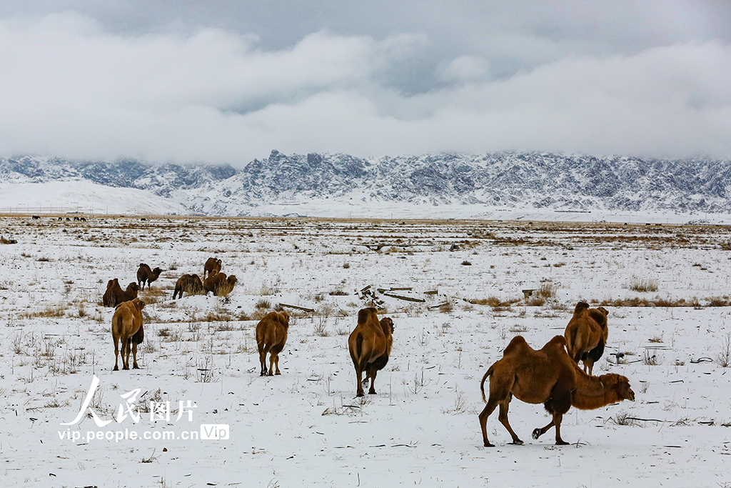 新疆哈密：秋日草原披銀裝【5】