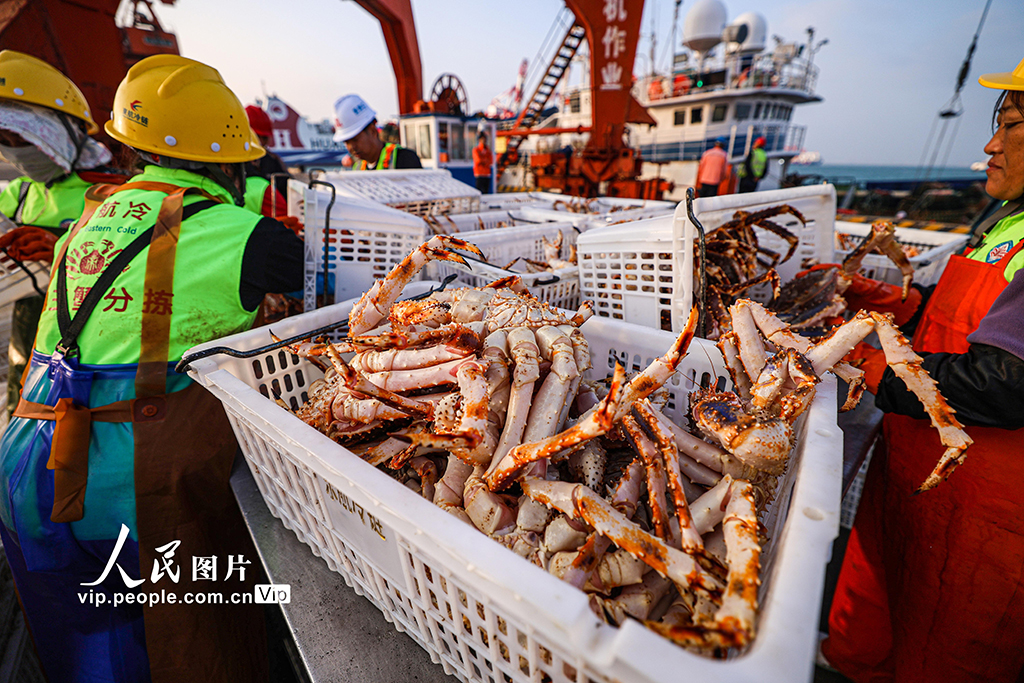 山東榮成:帝王蟹搶“鮮”通關 直達全國市場【3】