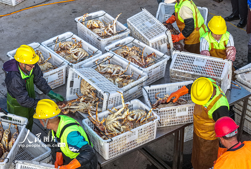山東榮成:帝王蟹搶“鮮”通關 直達全國市場【5】