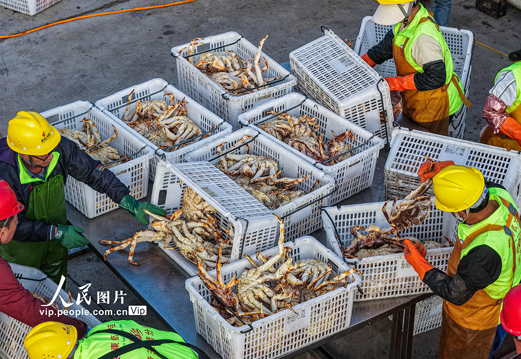 山東榮成:帝王蟹搶“鮮”通關 直達全國市場【6】