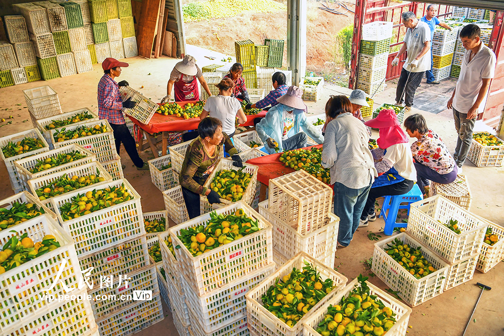 江西樟樹:蜜橘喜豐收【5】