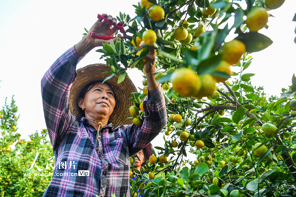 江西樟樹：蜜橘喜豐收【2】