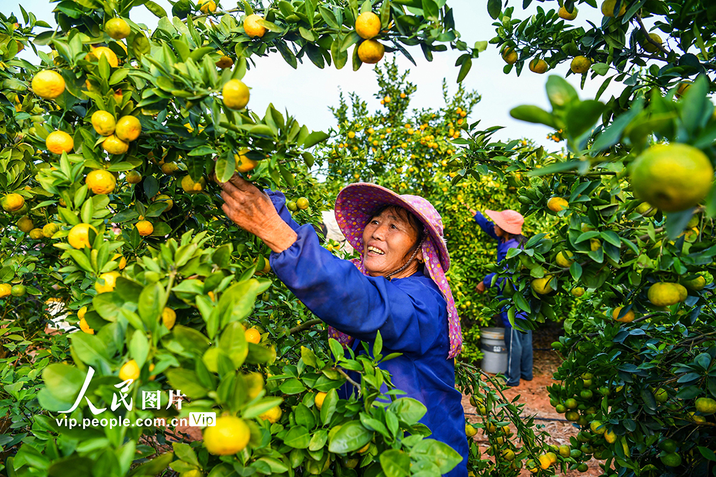江西樟樹:蜜橘喜豐收【3】