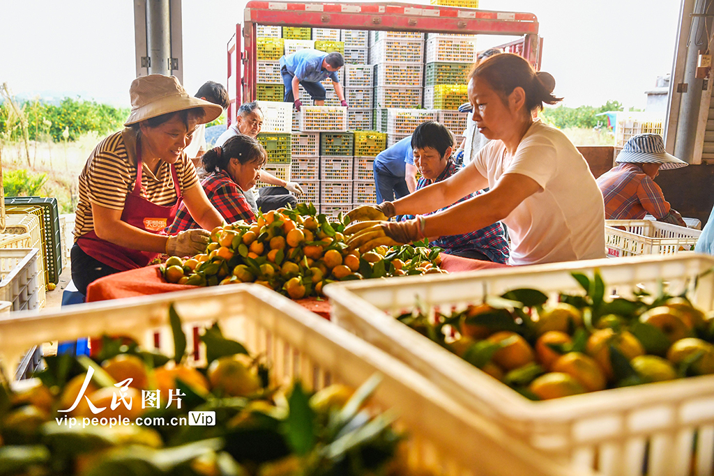 江西樟樹:蜜橘喜豐收【6】