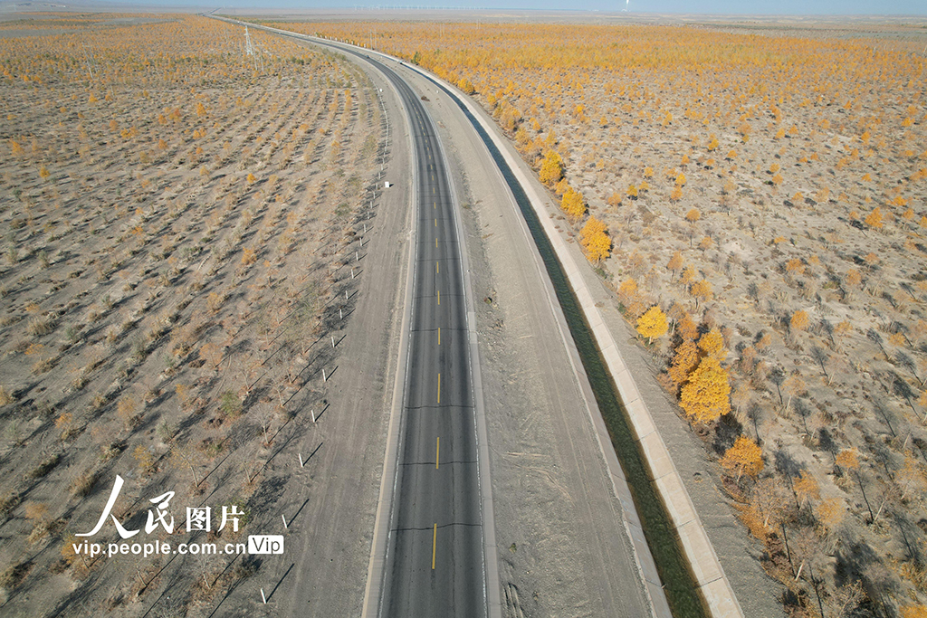 甘肅酒泉:生態防護林秋色濃【3】