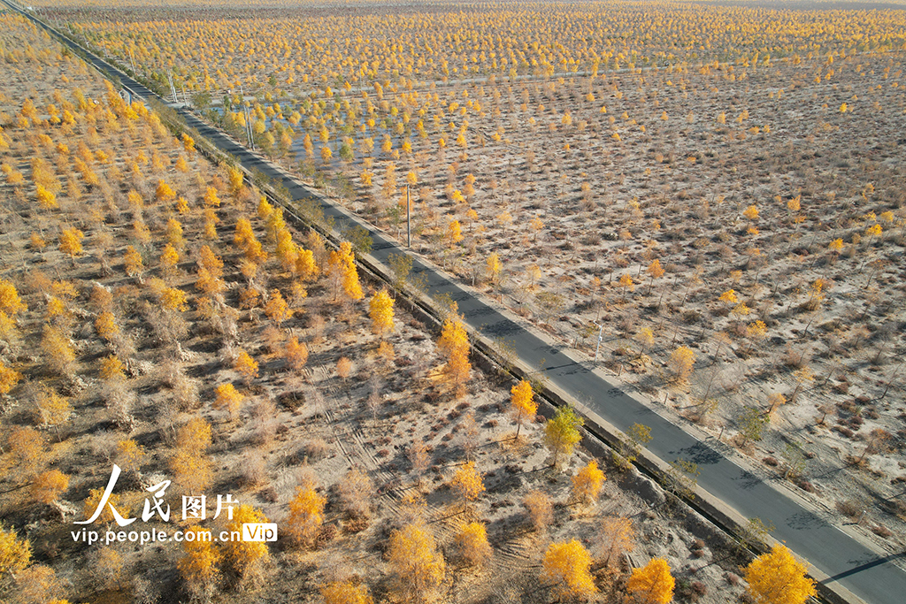 甘肅酒泉:生態防護林秋色濃【2】