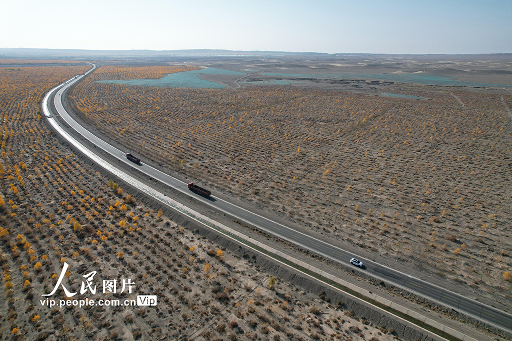 甘肅酒泉:生態防護林秋色濃【4】