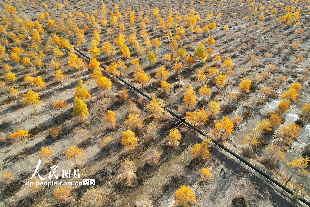 甘肅酒泉:生態防護林秋色濃【5】