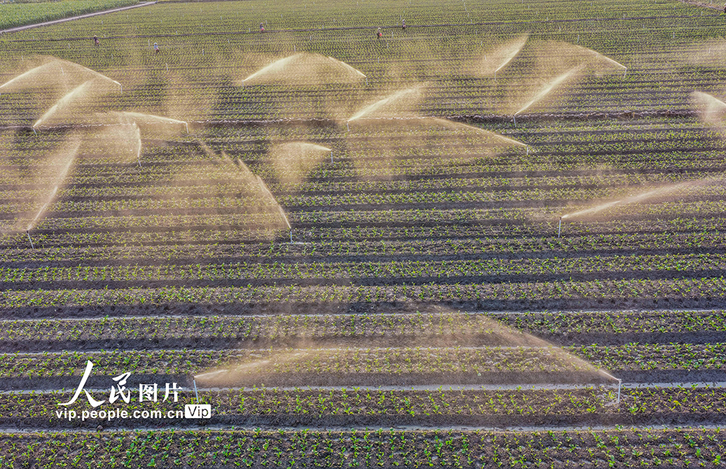 湖南道縣:節水灌溉促增收【4】