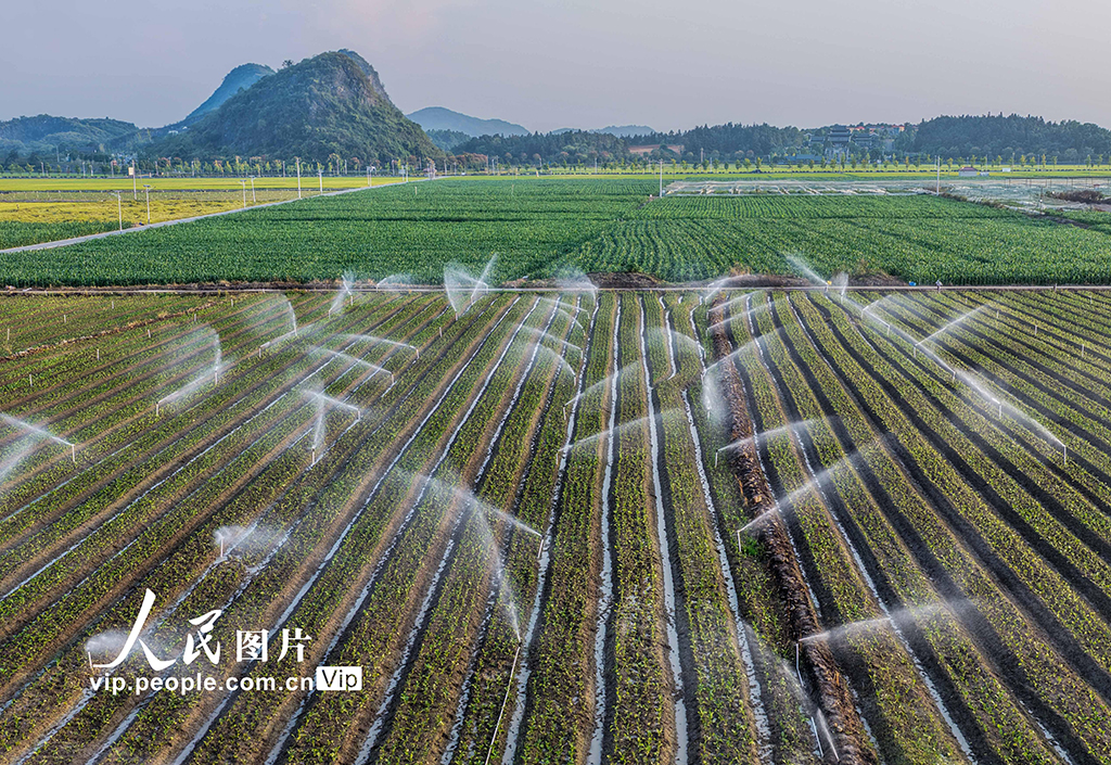 湖南道縣:節水灌溉促增收【5】