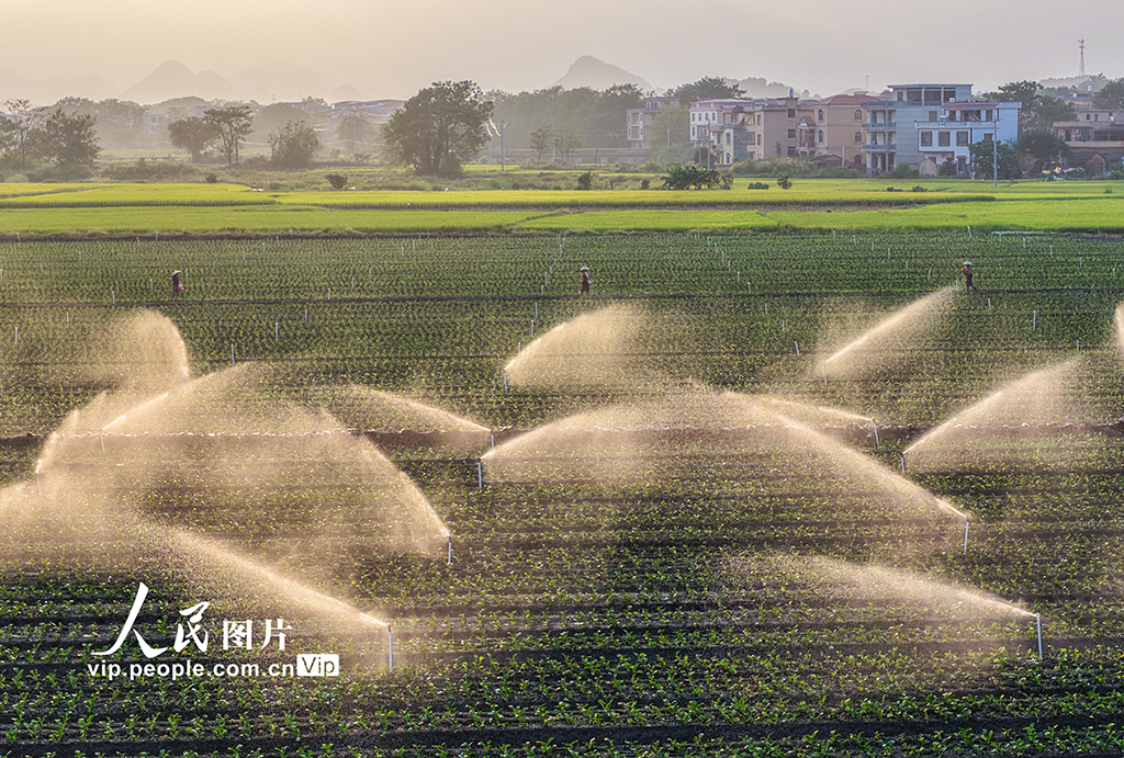 湖南道縣:節水灌溉促增收【6】
