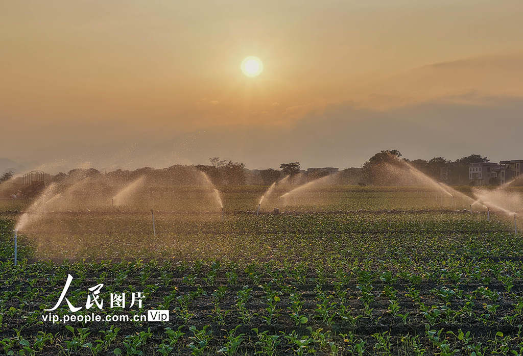 湖南道縣:節水灌溉促增收【8】