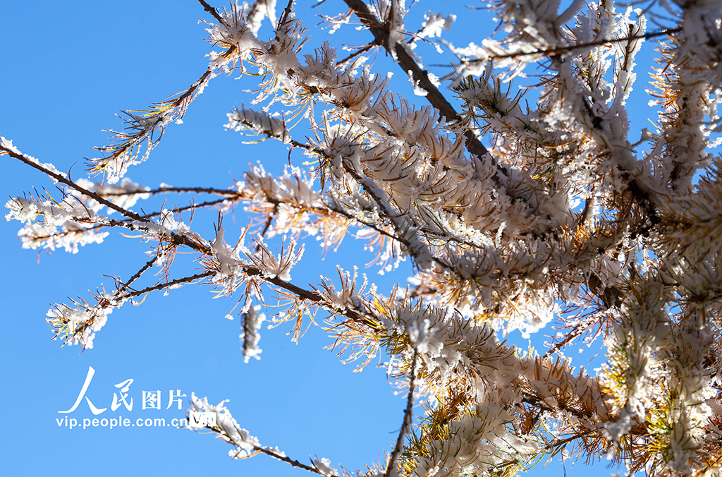 內蒙古呼和浩特:哈達門國家森林公園霧凇美如畫【4】