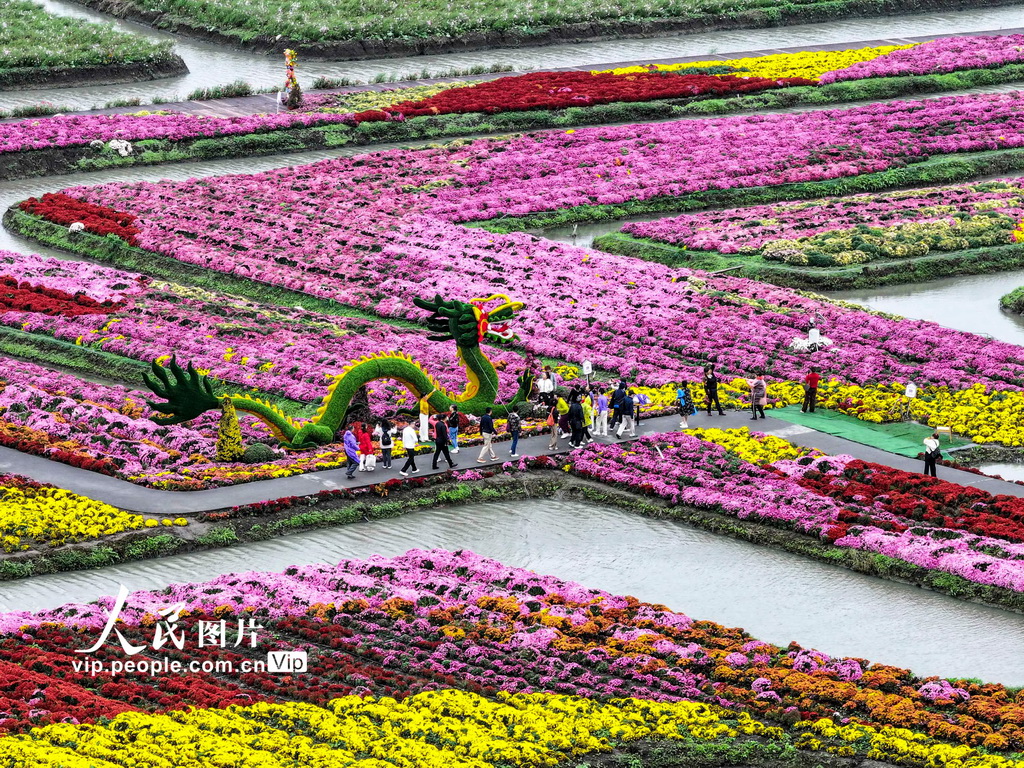 江蘇興化:千垛菊景醉游人【3】