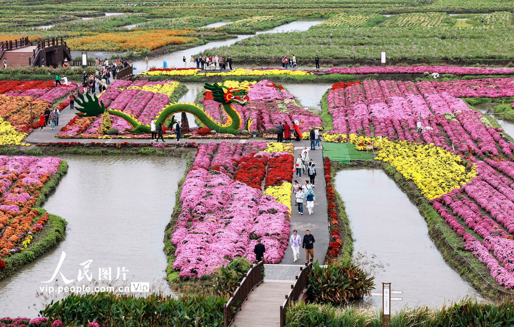 江蘇興化:千垛菊景醉游人【4】