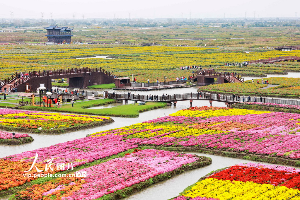江蘇興化:千垛菊景醉游人【5】