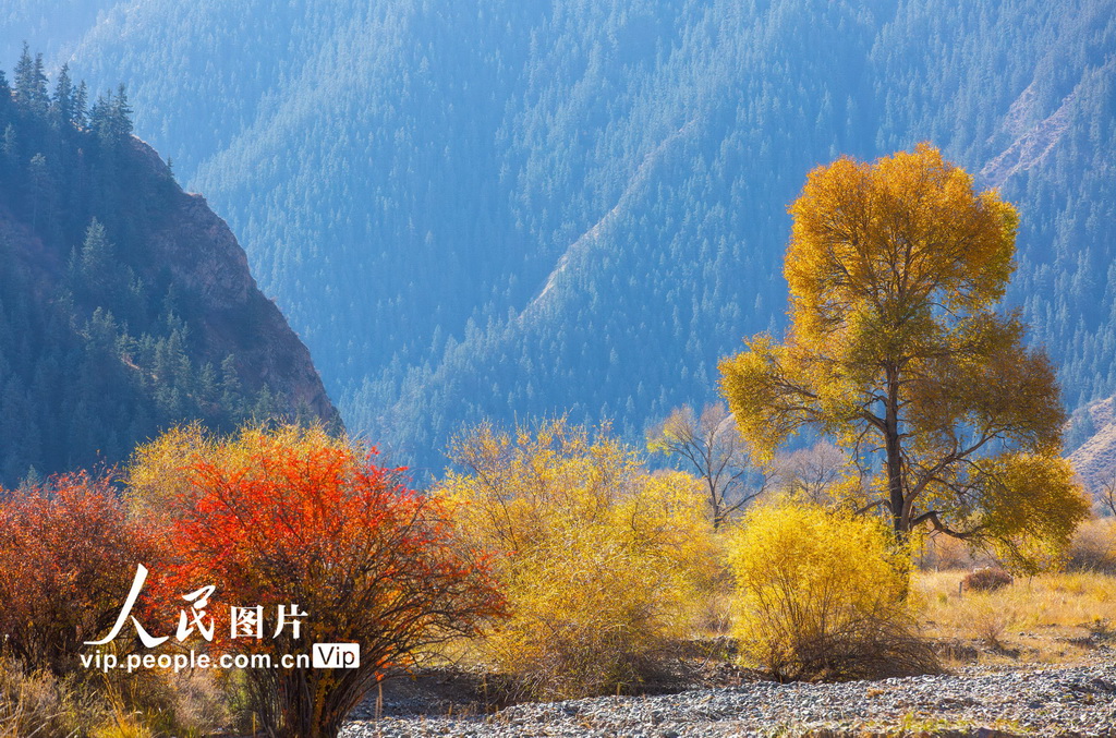 甘肅肅南:祁連山國家公園層林盡染【3】