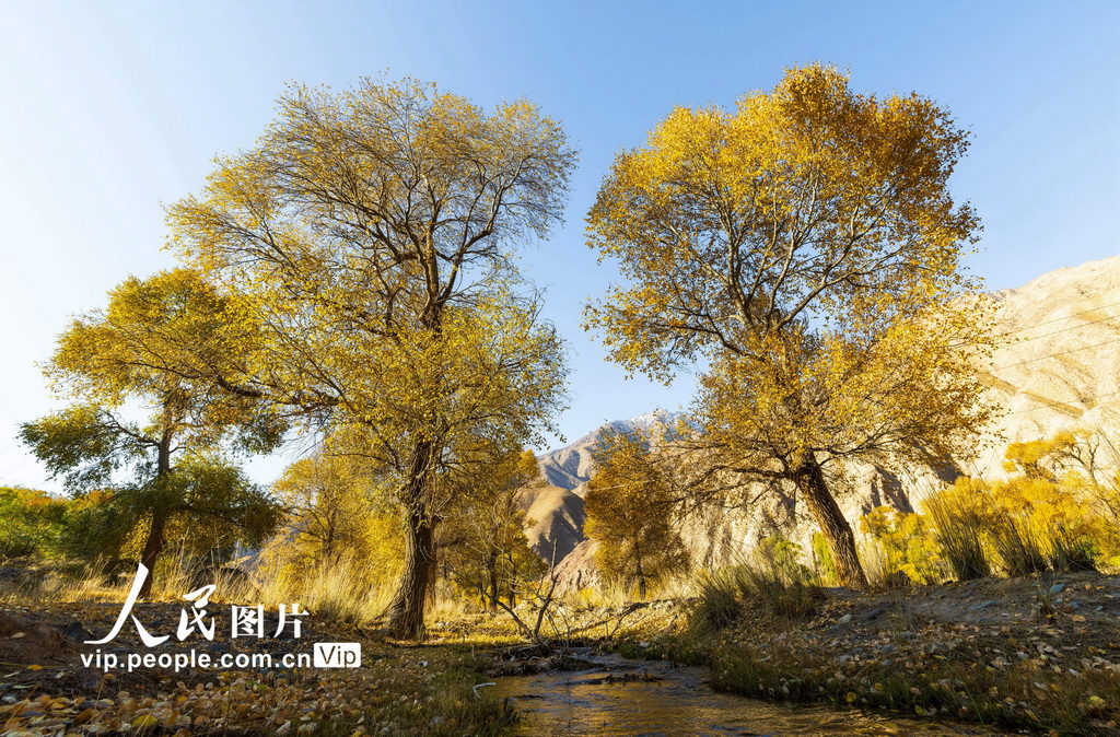 甘肅肅南:祁連山國家公園層林盡染【4】