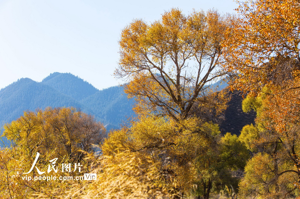 甘肅肅南:祁連山國家公園層林盡染【5】