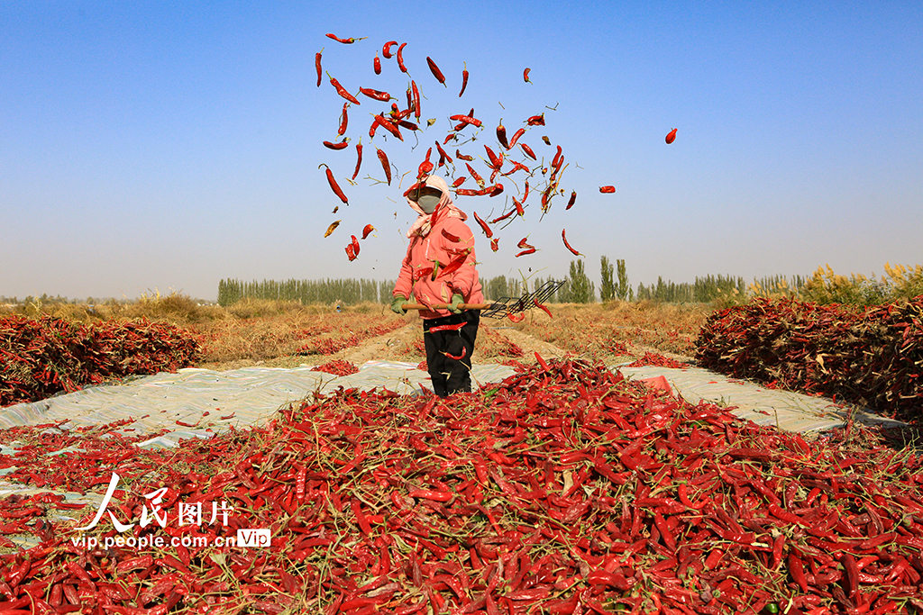 甘肅嘉峪關:辣椒喜豐收【2】