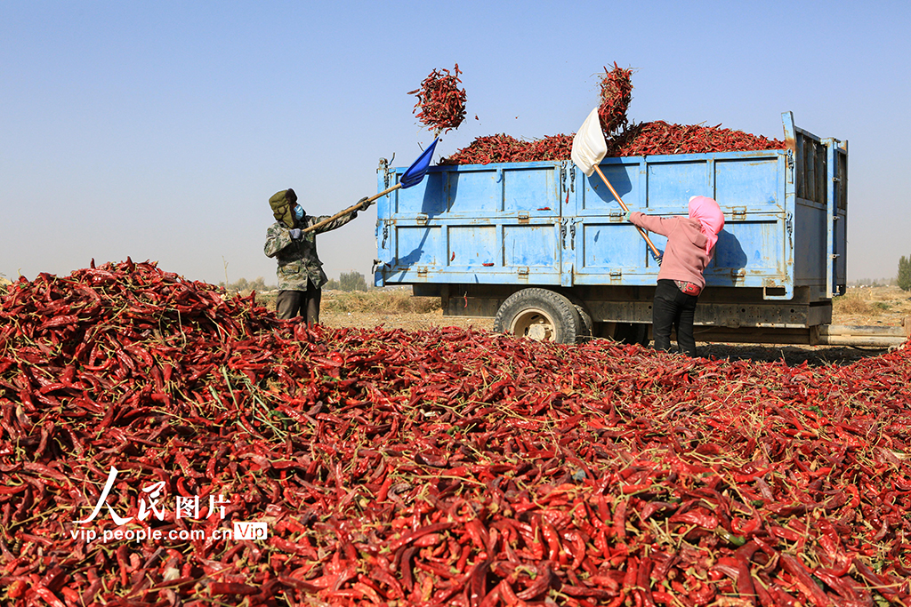 甘肅嘉峪關:辣椒喜豐收【3】