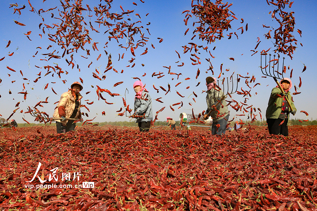 甘肅嘉峪關:辣椒喜豐收【5】