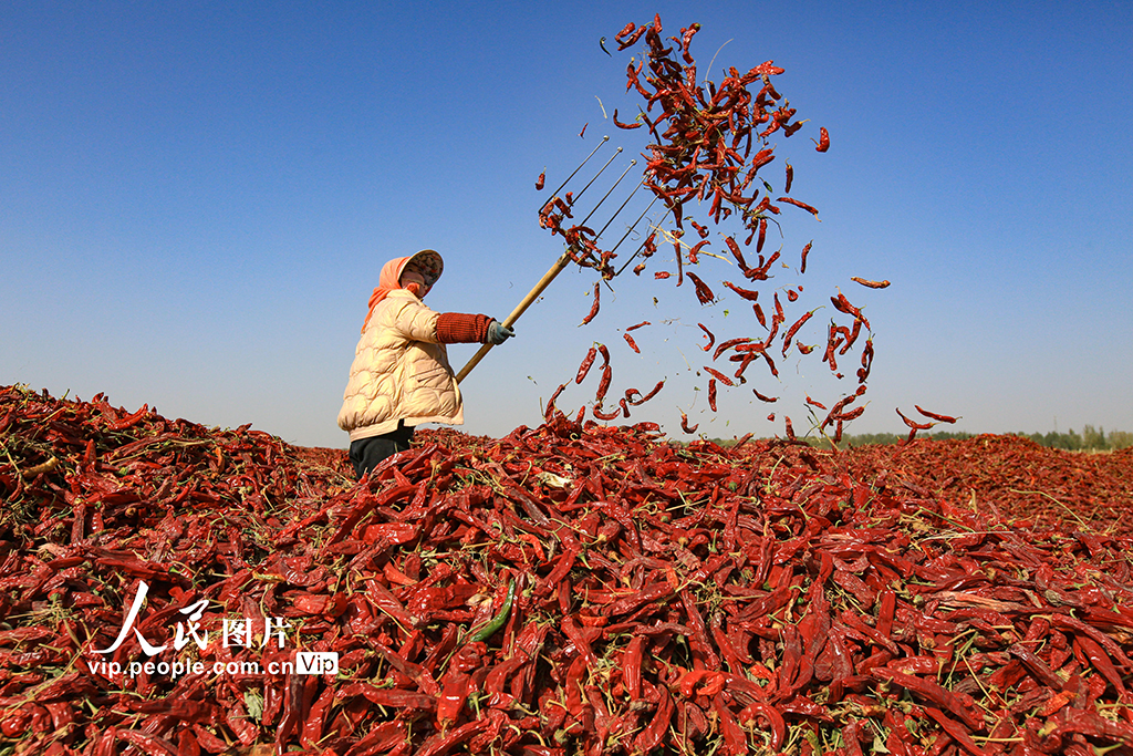 甘肅嘉峪關:辣椒喜豐收【6】