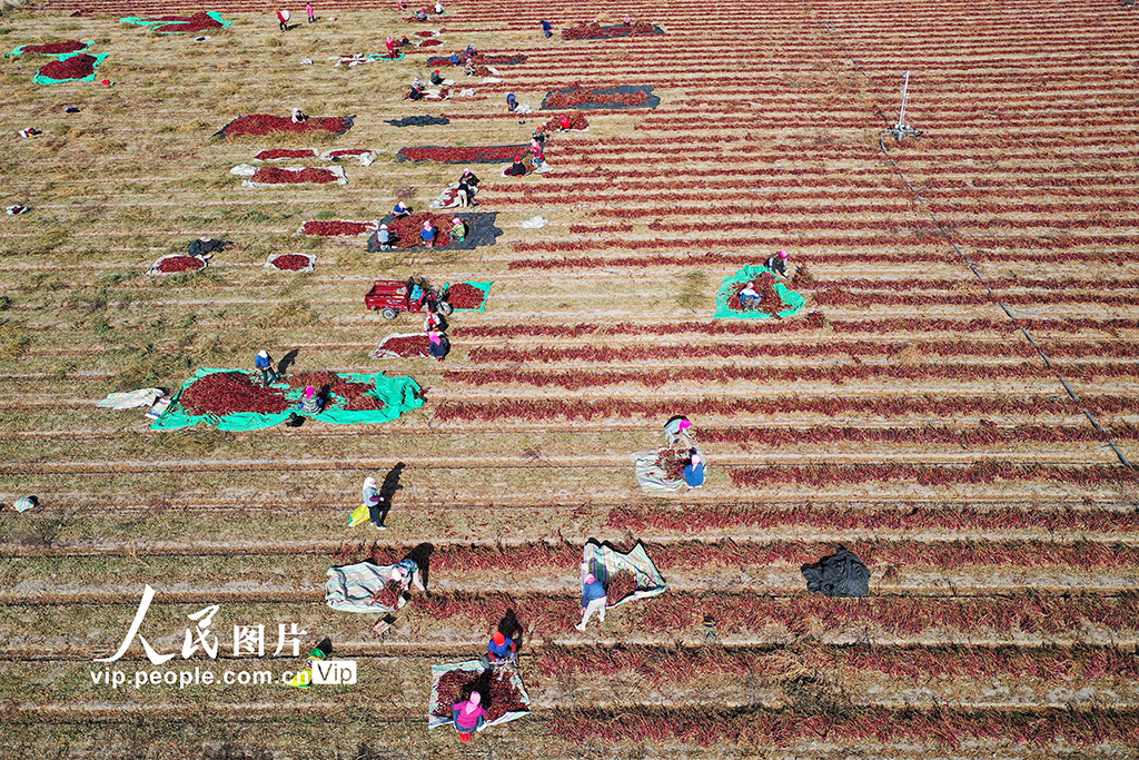 甘肅嘉峪關:辣椒喜豐收【7】