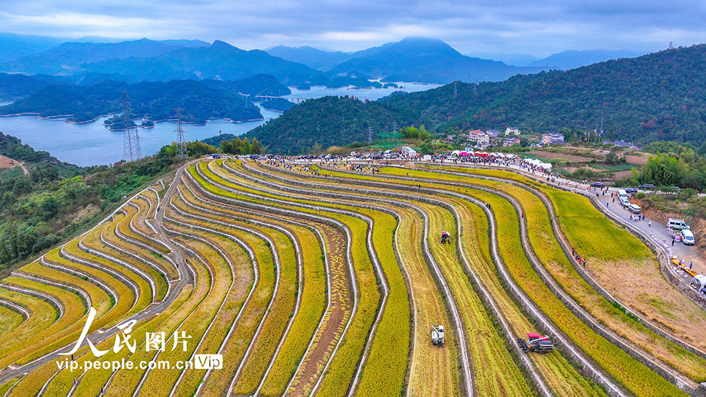 浙江淳安:梯田水稻迎豐收【3】