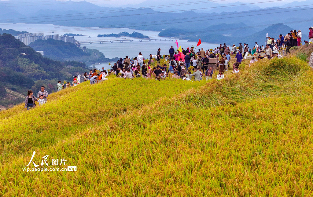 浙江淳安:梯田水稻迎豐收【6】