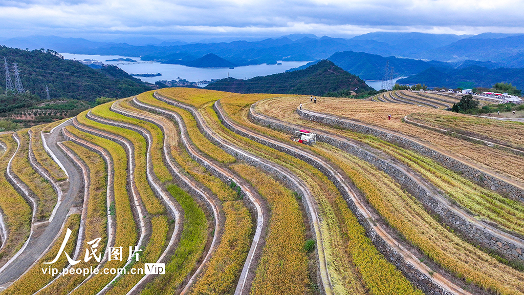 浙江淳安:梯田水稻迎豐收【4】