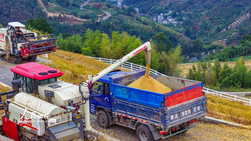 浙江淳安:梯田水稻迎豐收【7】