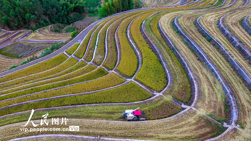 浙江淳安:梯田水稻迎豐收【2】