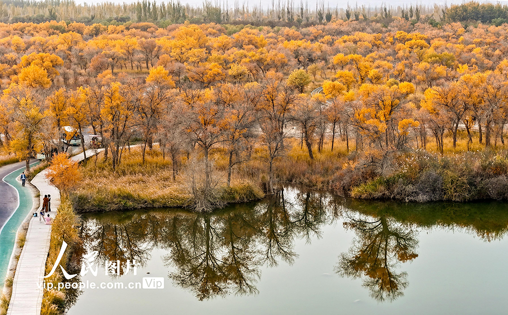 新疆澤普:胡楊披金【6】