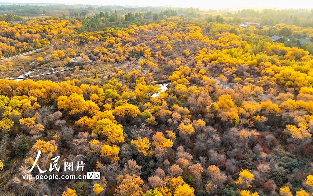新疆澤普：胡楊披金