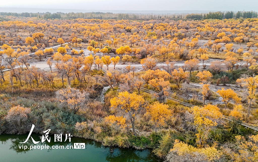 新疆澤普:胡楊披金【7】