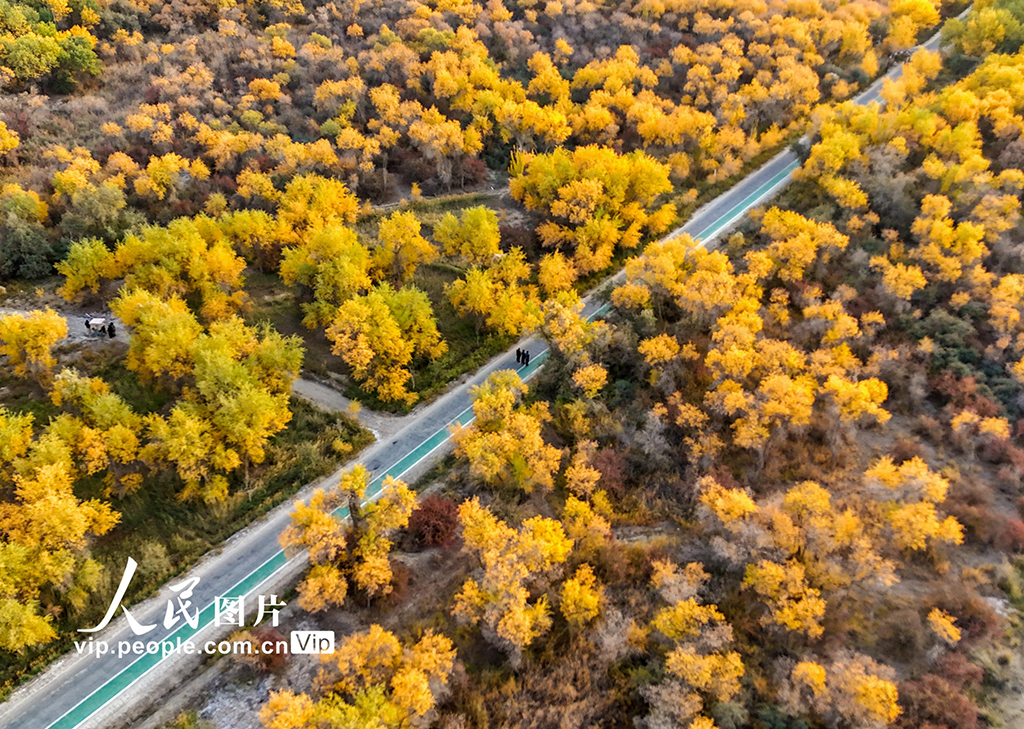 新疆澤普:胡楊披金【2】