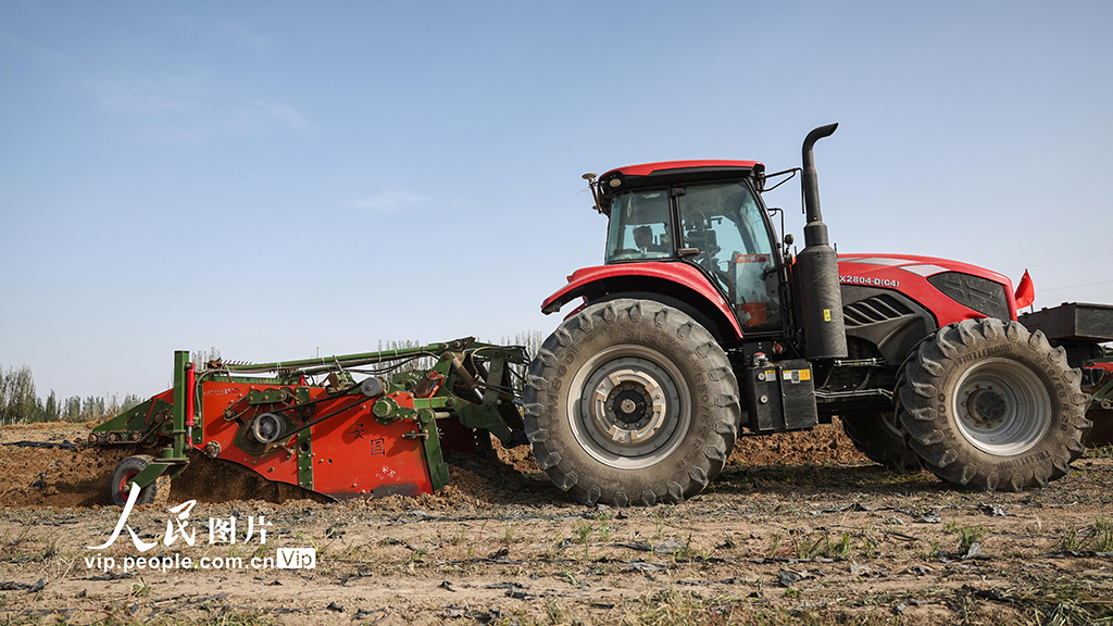 甘肅金塔:采收板藍根【4】