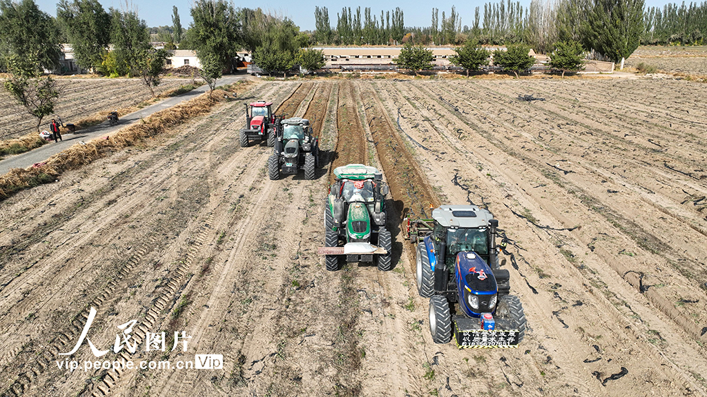 甘肅金塔：采收板藍根【2】