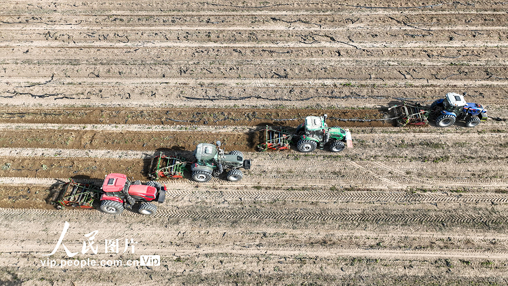 甘肅金塔:采收板藍根【3】