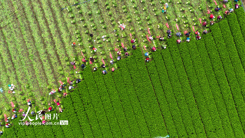 山東廣饒:收割芹菜【3】