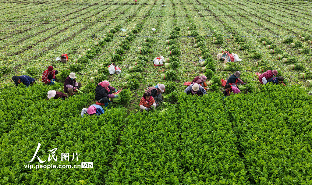 山東廣饒:收割芹菜【2】