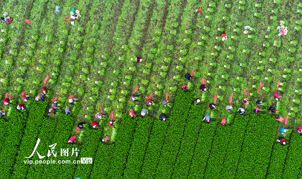 山東廣饒:收割芹菜【4】